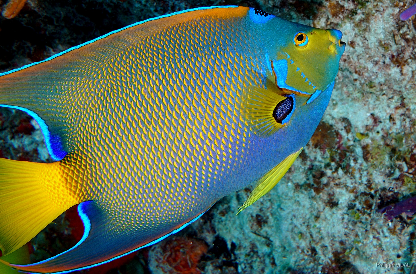 MediaEarth - Bahamas 2017 - DSC02296_rc - Queen Angelfish - Holocanthus ciliaris.jpg